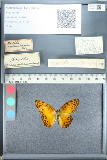 Media type: image;   Entomology 158975